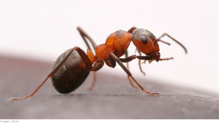 C.E. O’Banion :: Fire Ants