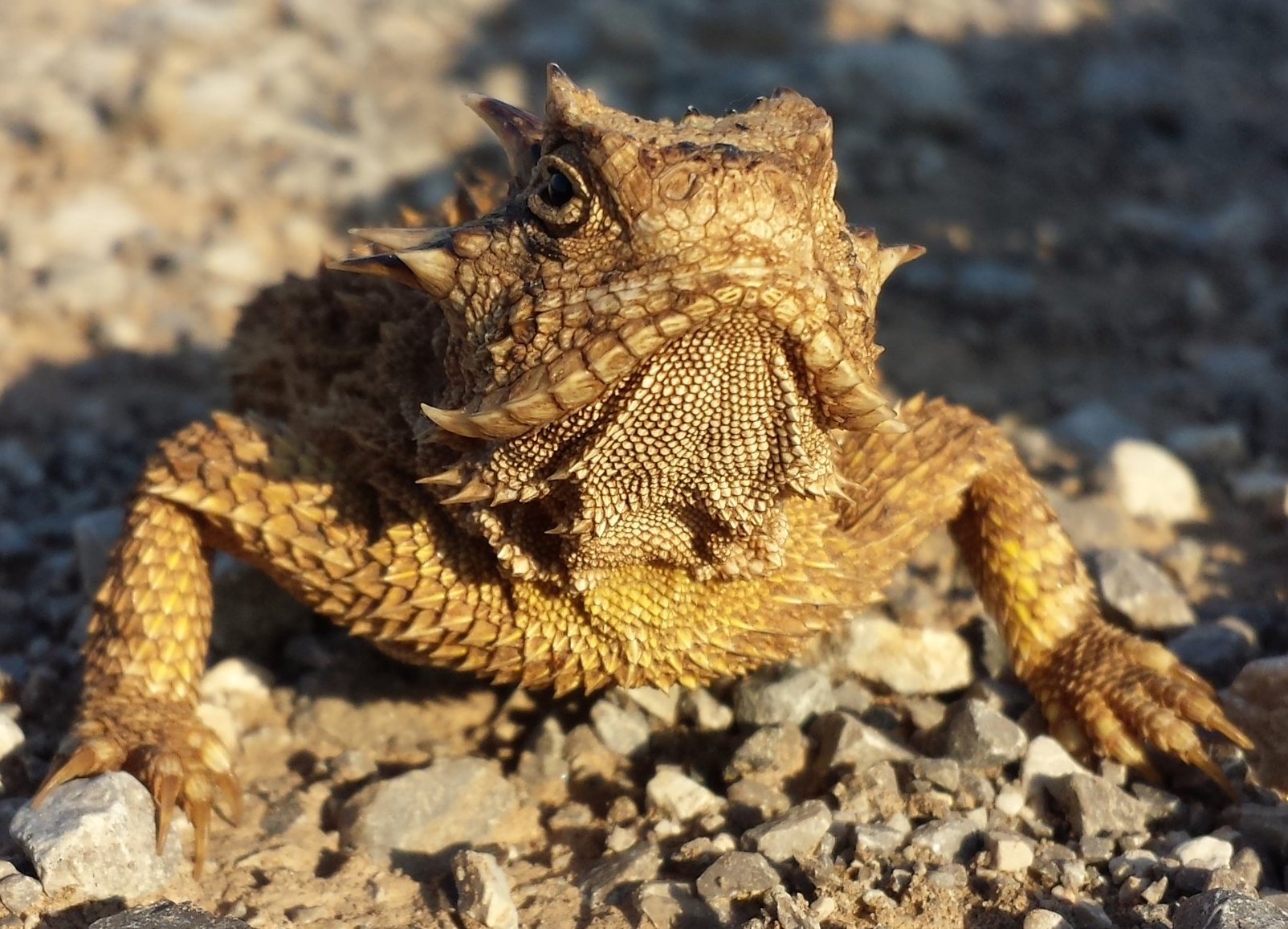 Ed Brickell: The Horned Toads Confront Their Young Human Captors